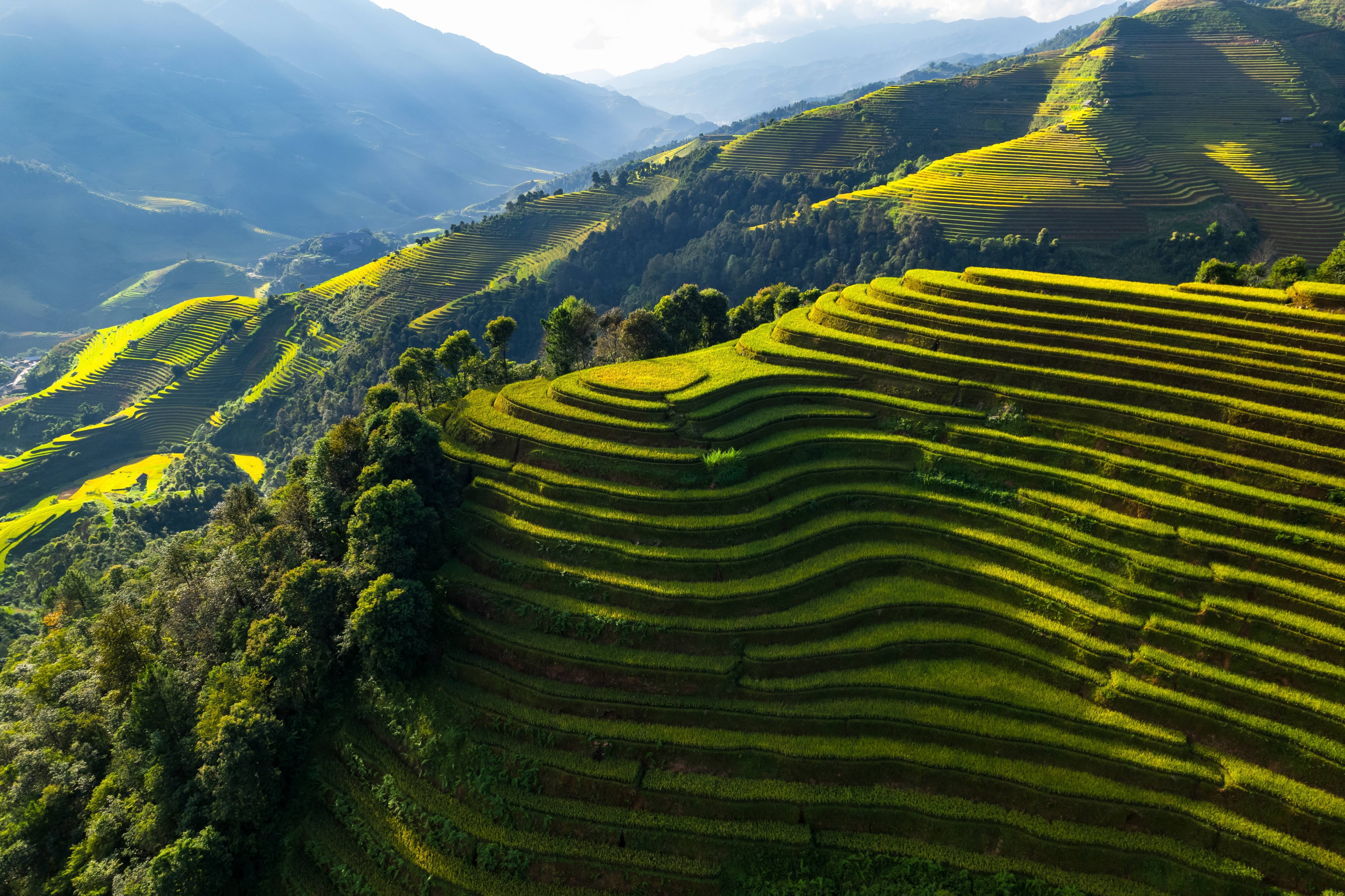 risaie in vietnam
