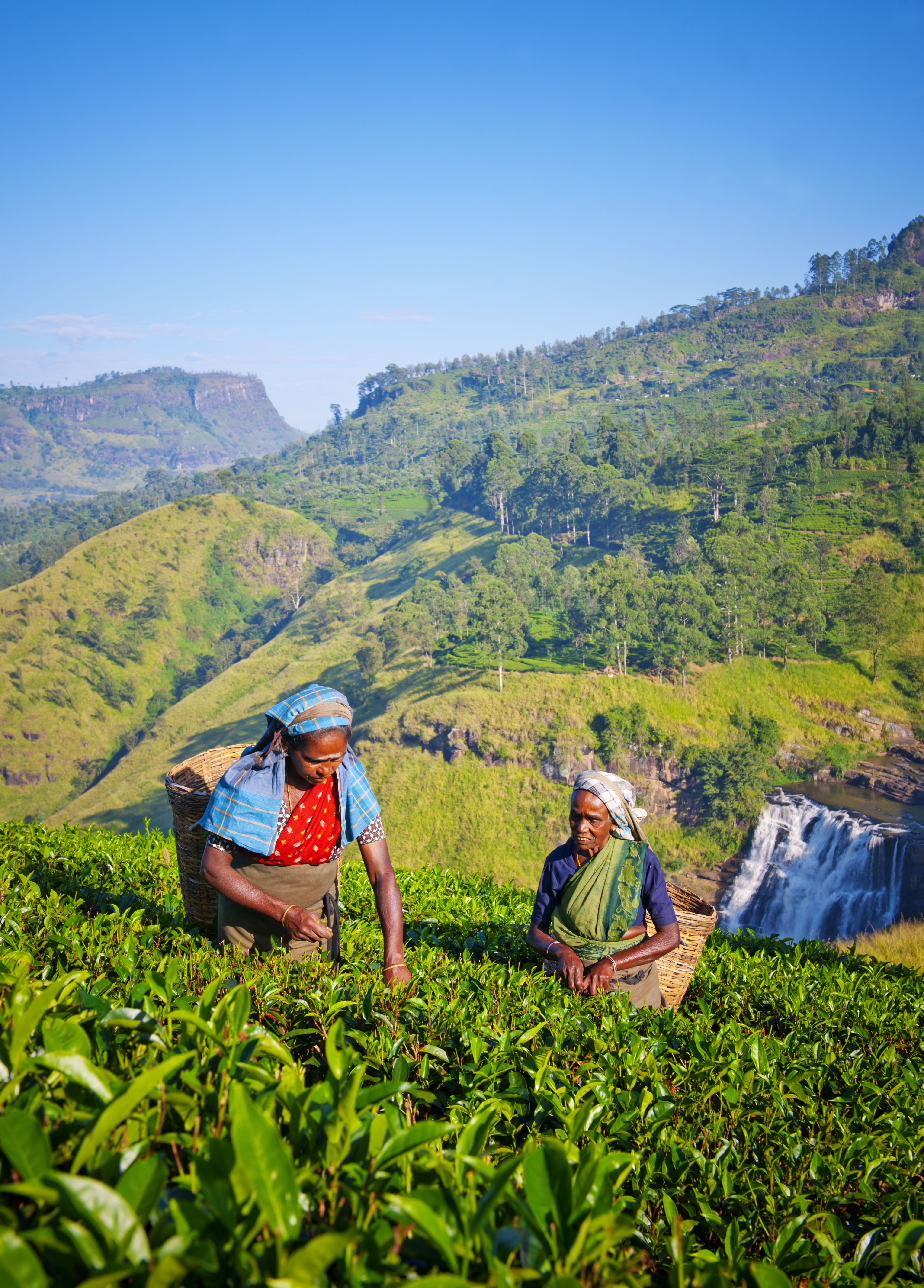 women in a Sri Lankan tea plantation