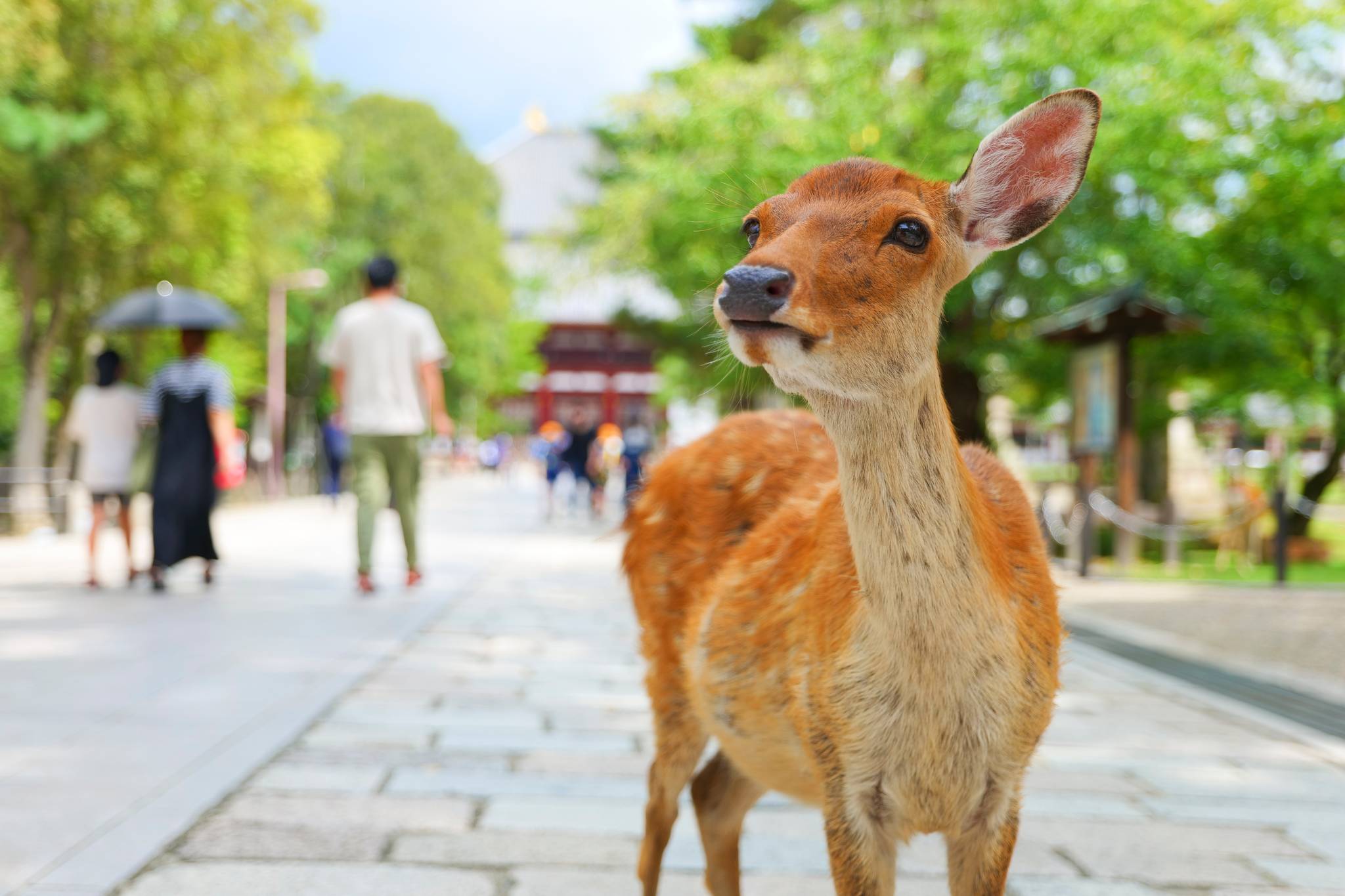 cerbiatti nel parco di nara giappone