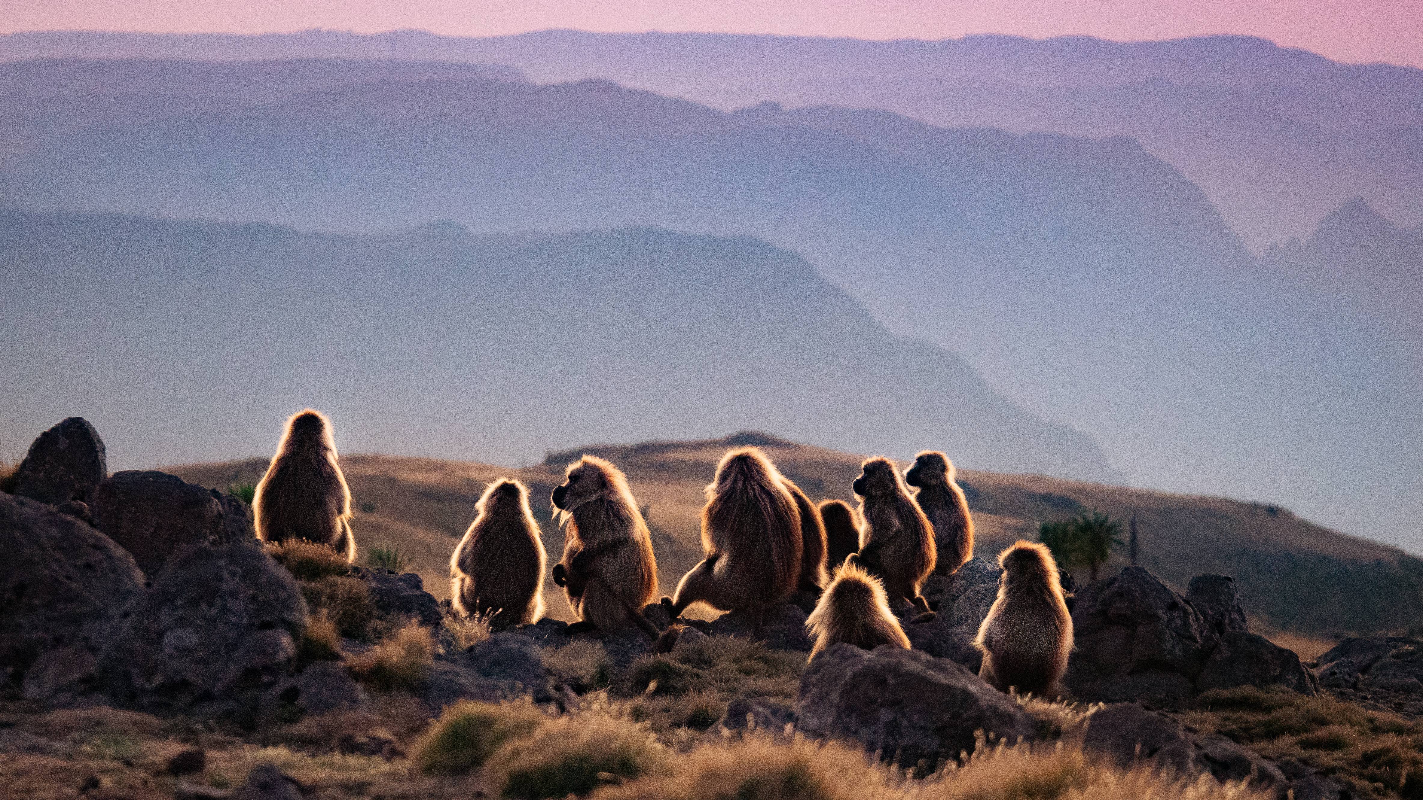 monkeys at sunset in Ethiopia