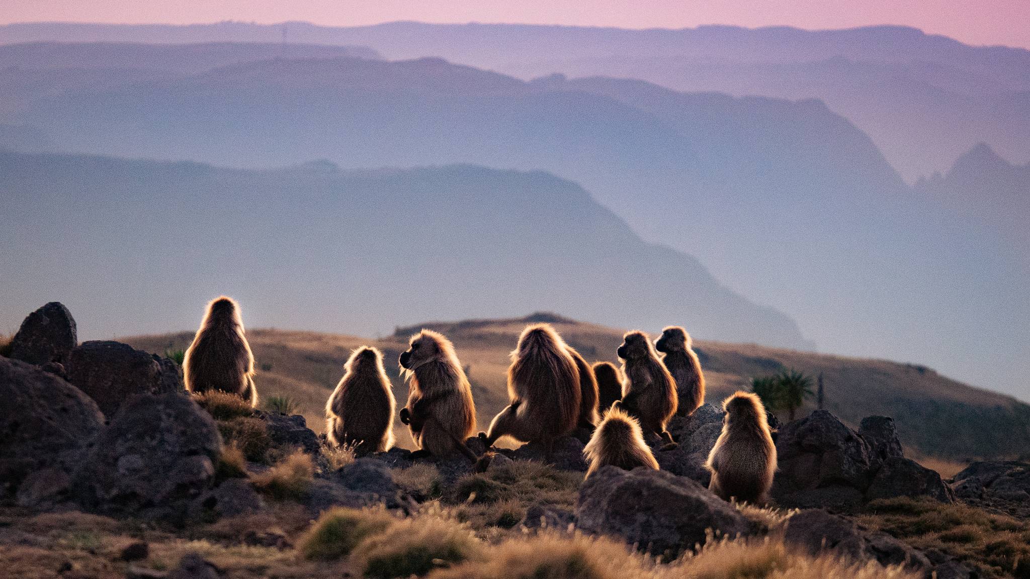 scimmie al tramonto in etiopia