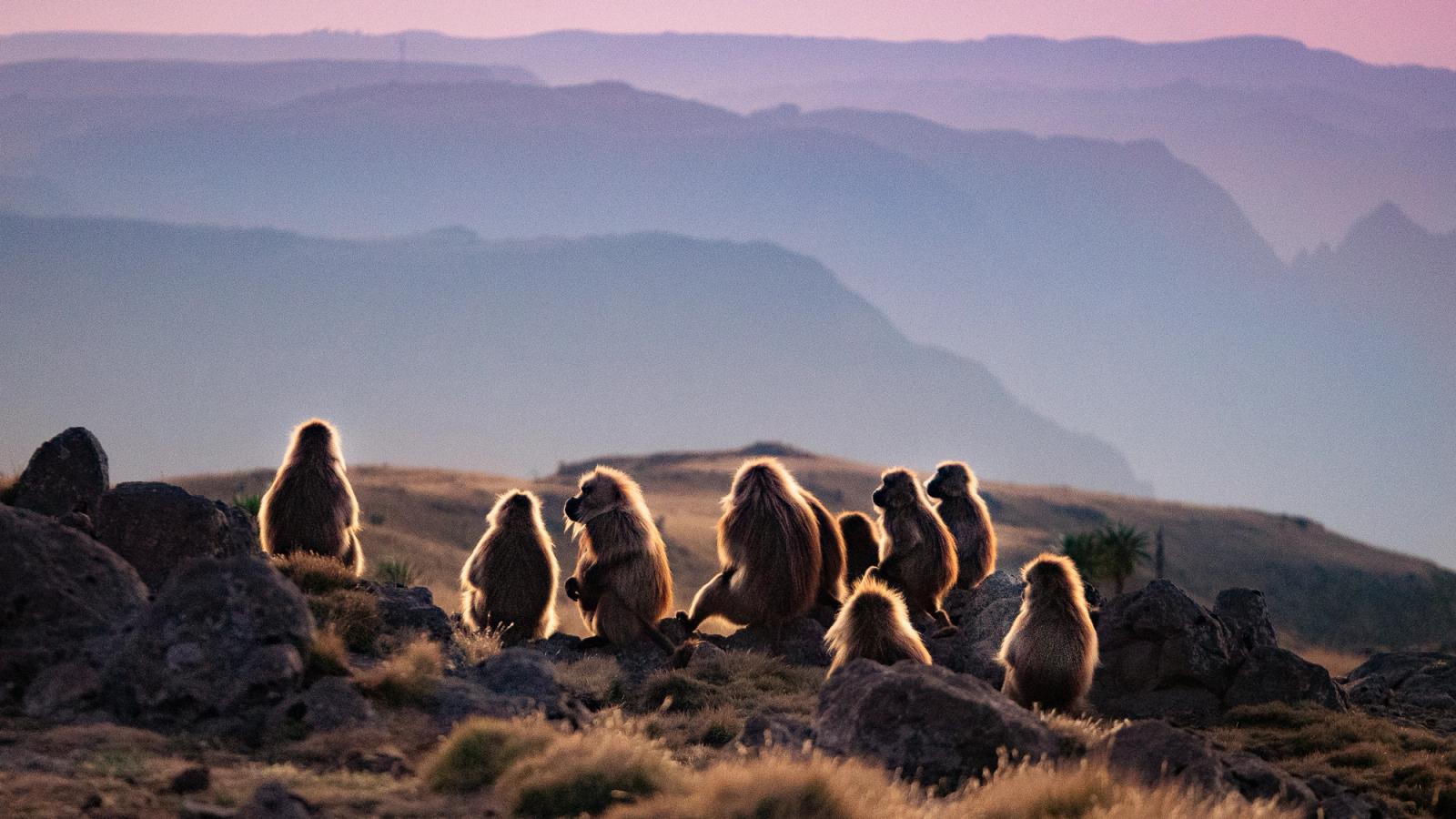 scimmie al tramonto in etiopia