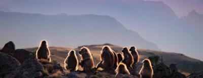 scimmie al tramonto in etiopia