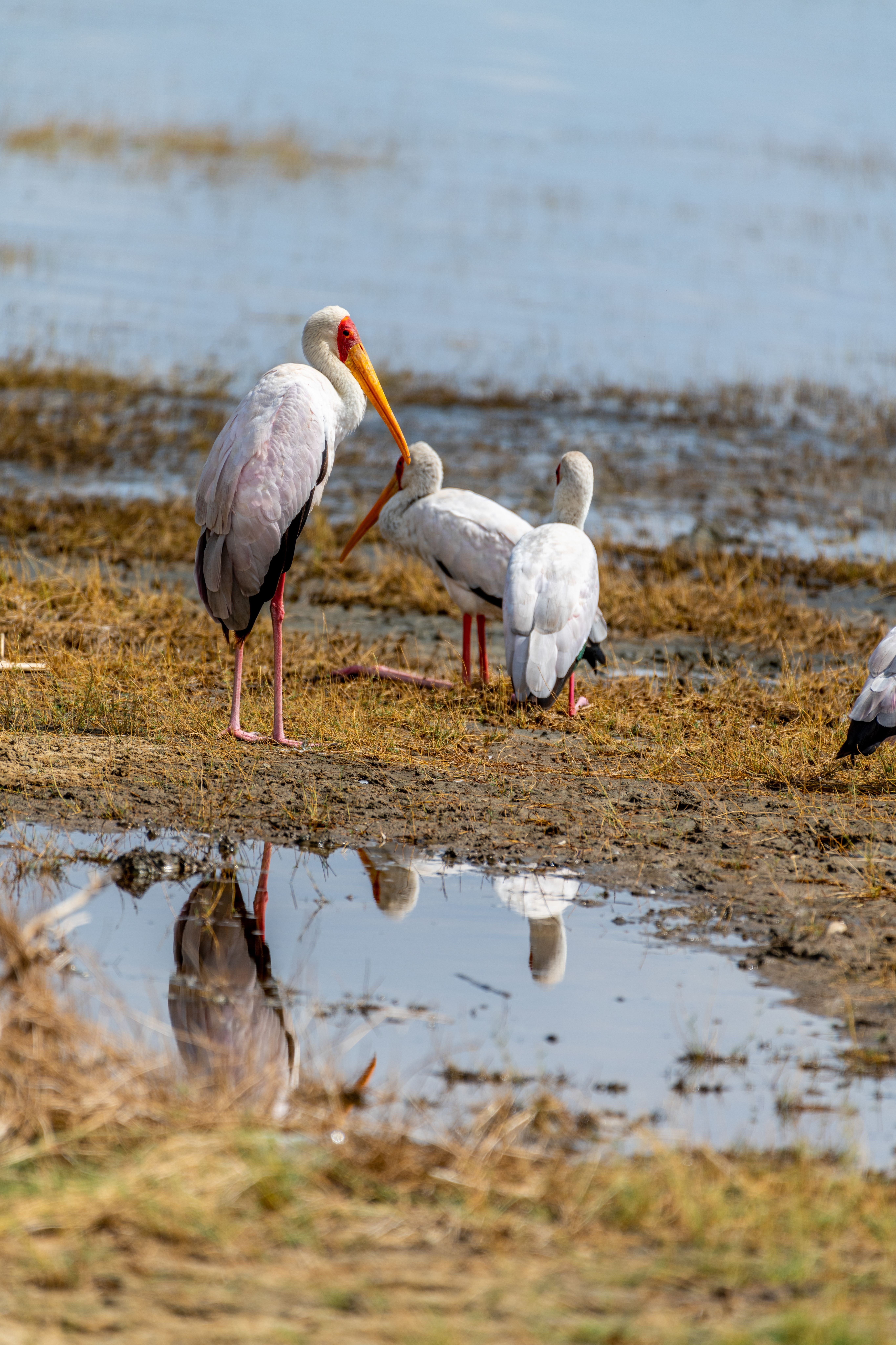 lago manyara