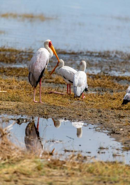 lago manyara