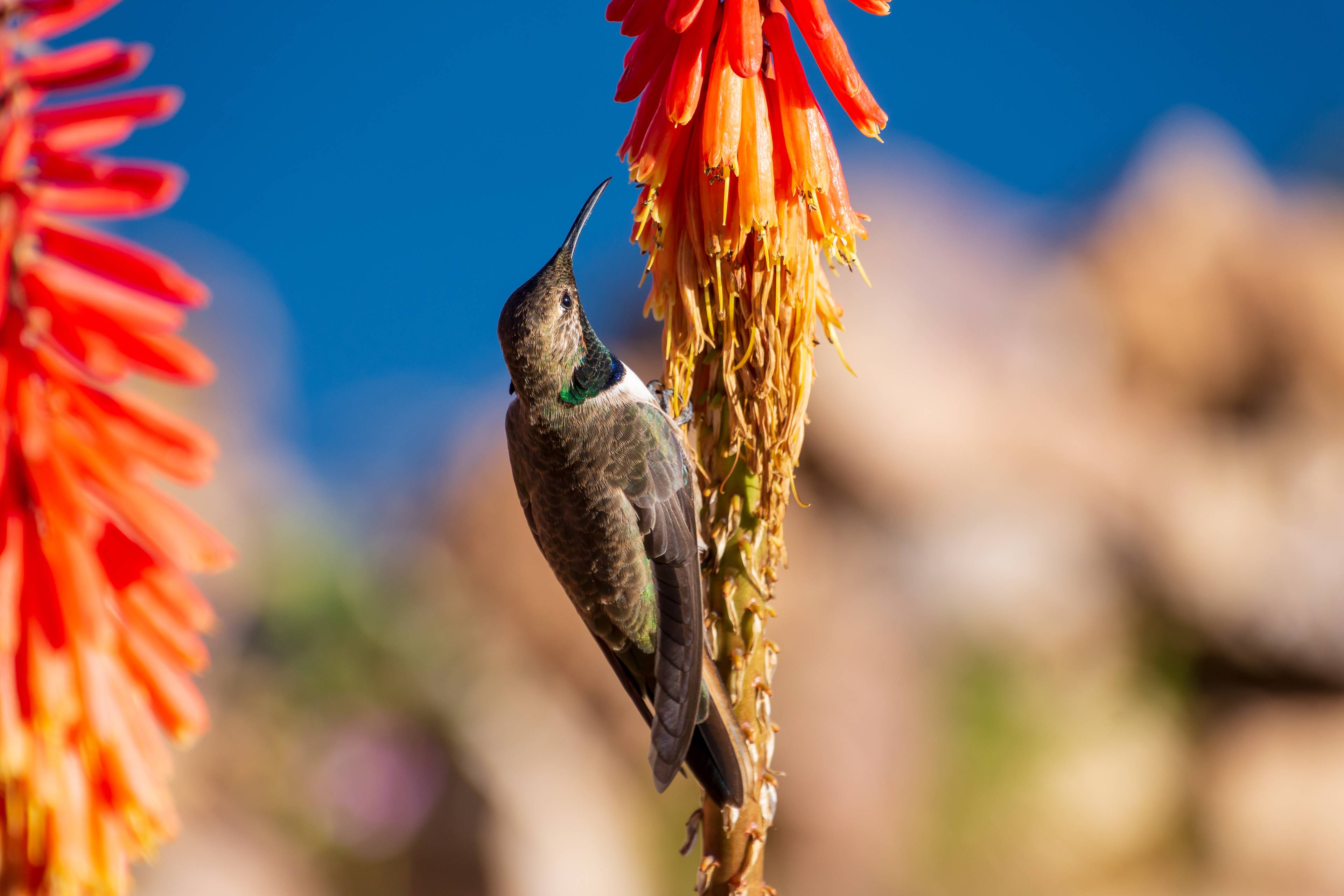 uccello isla del sol bolivia