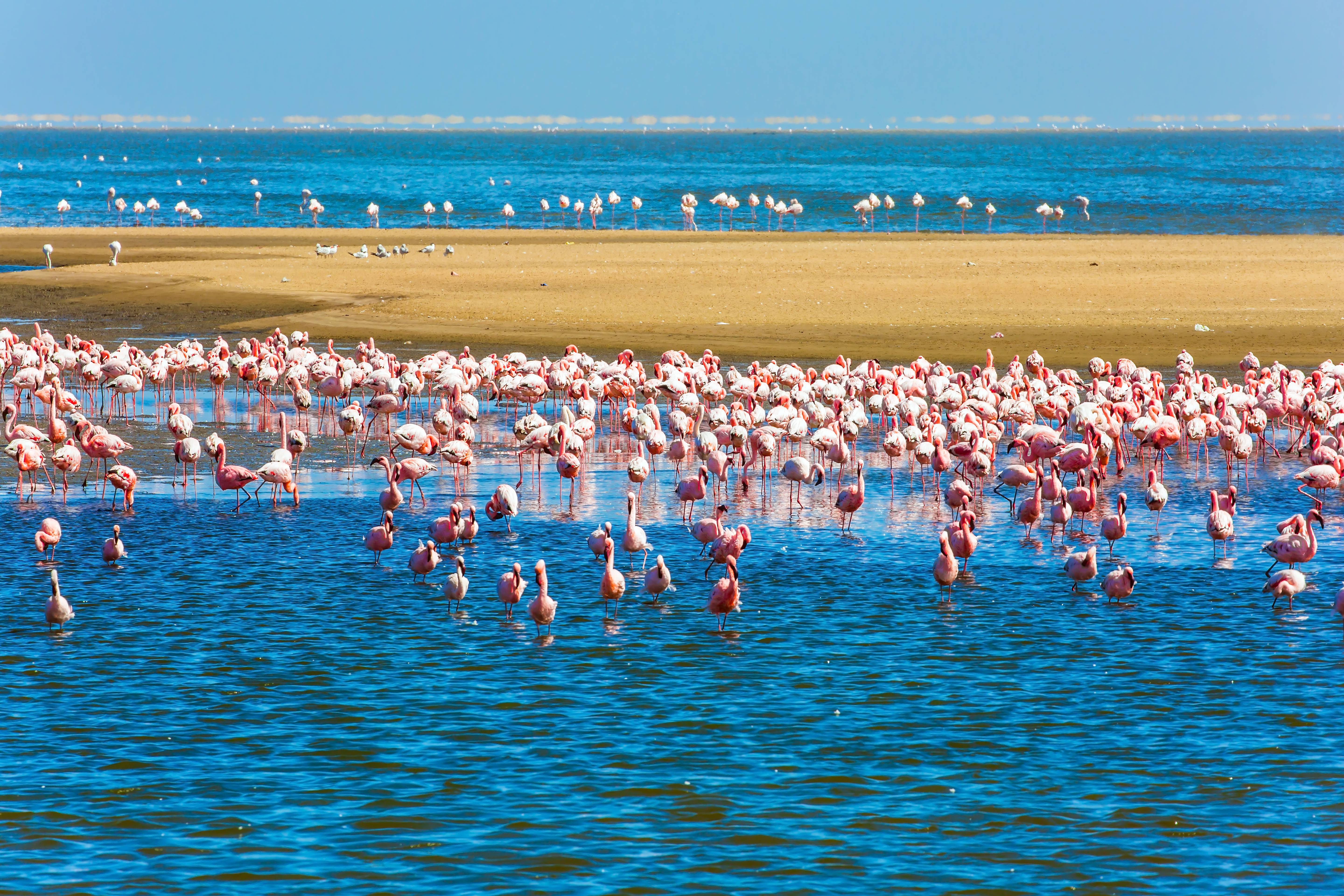 spiaggia con fenicotteri