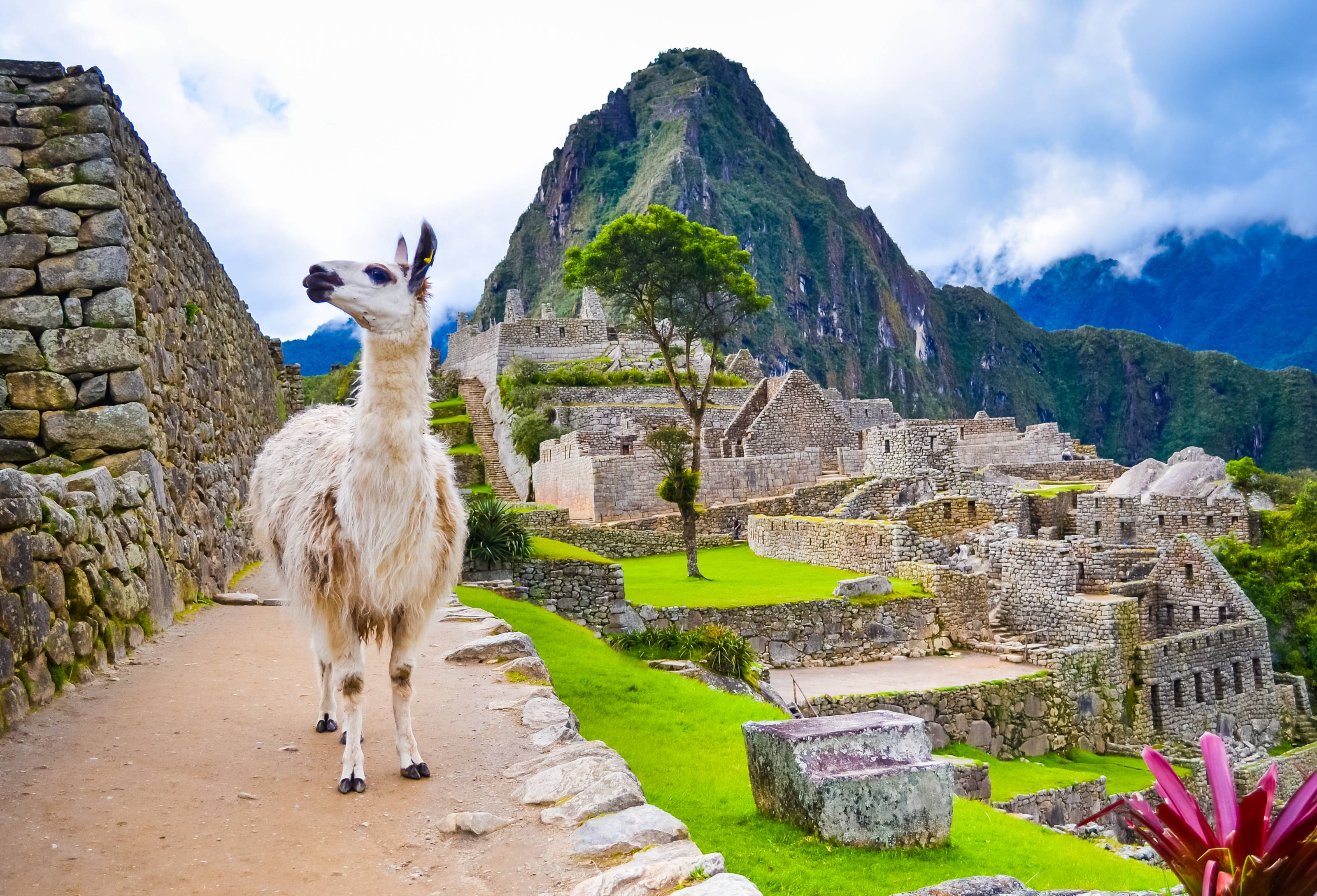 lama a machu picchu