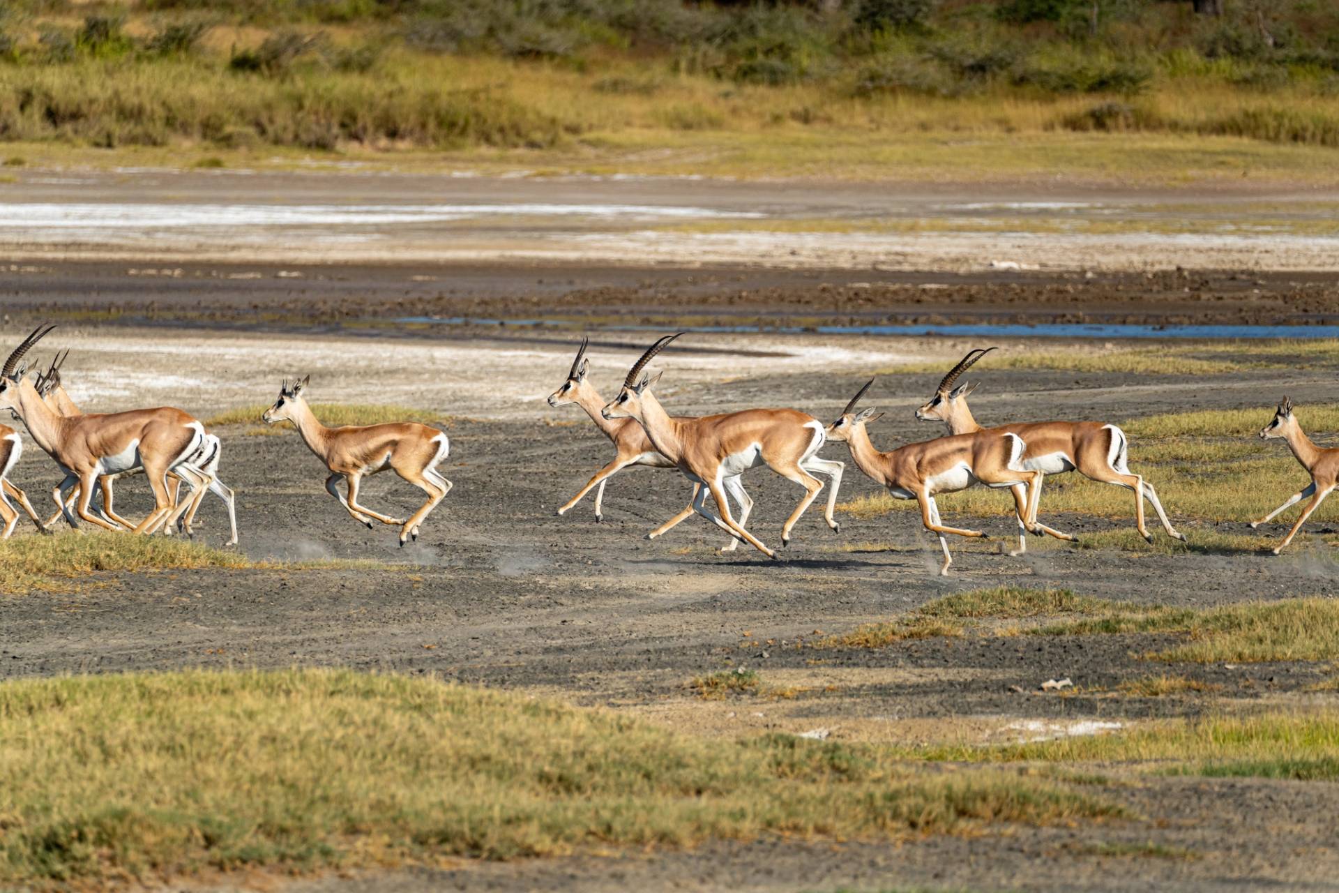 ndutu plains