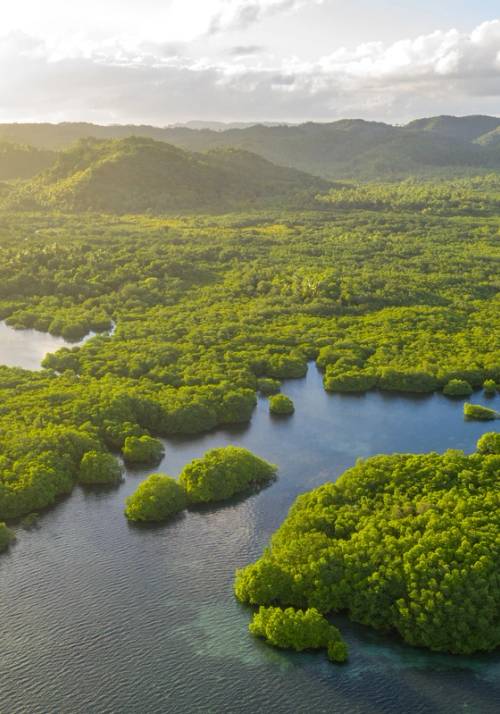 amazon rainforest panorama