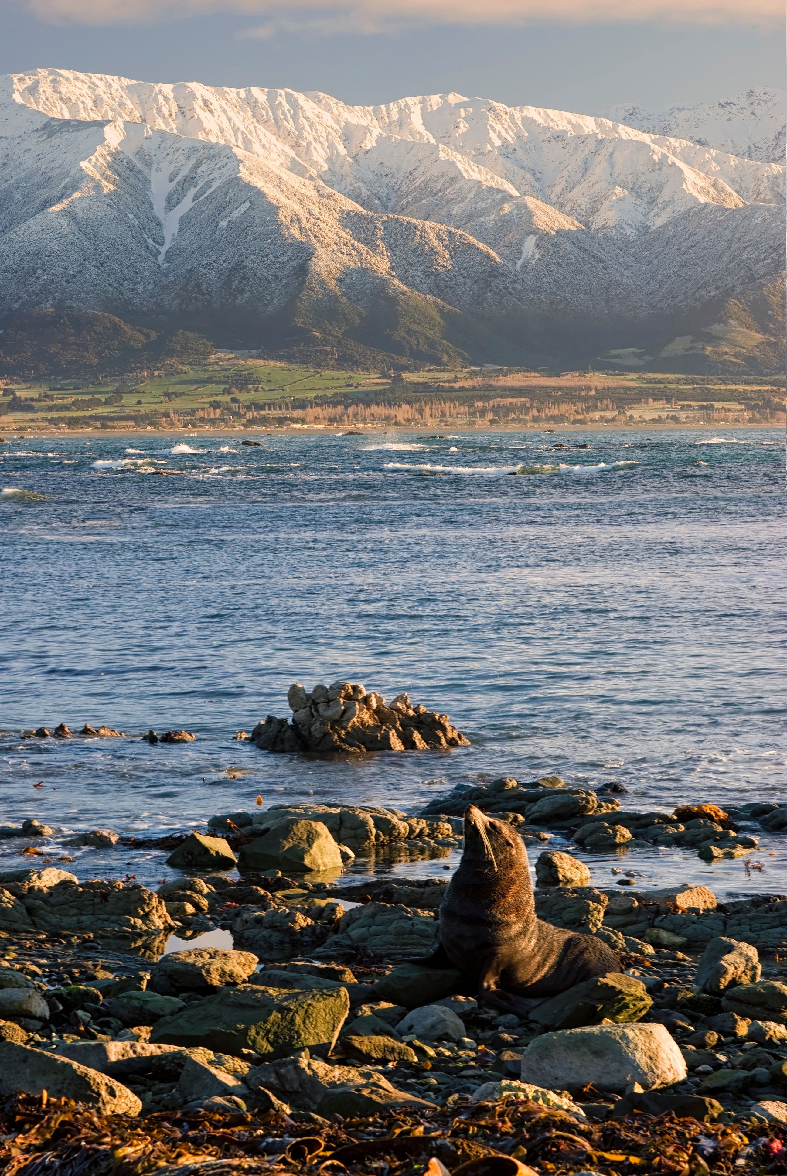 montagne kaikoura