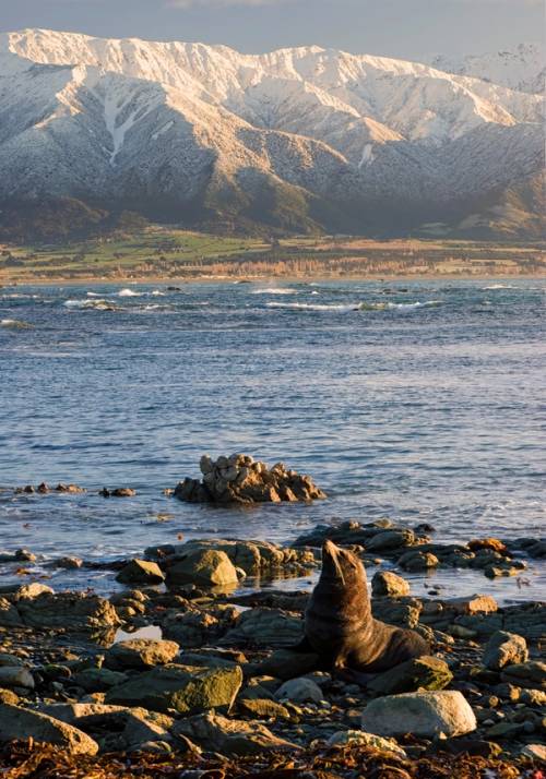 montagne kaikoura