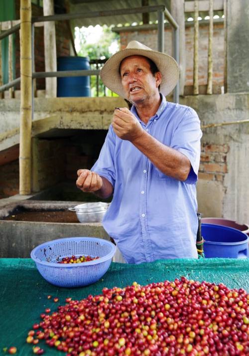contadino colombiano spiega la raccolta del caffe