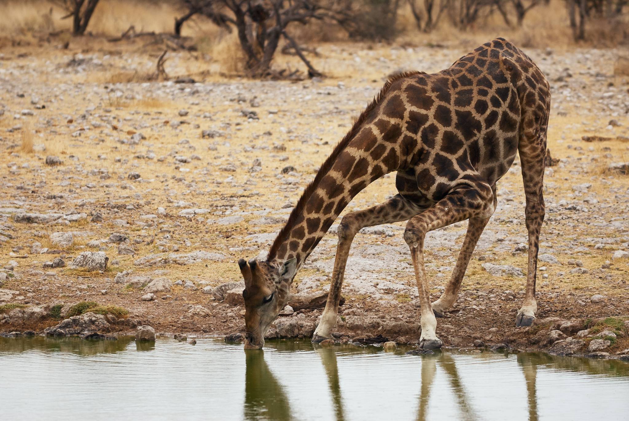 giraffa al parco nazionale etosha