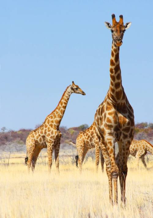 giraffe