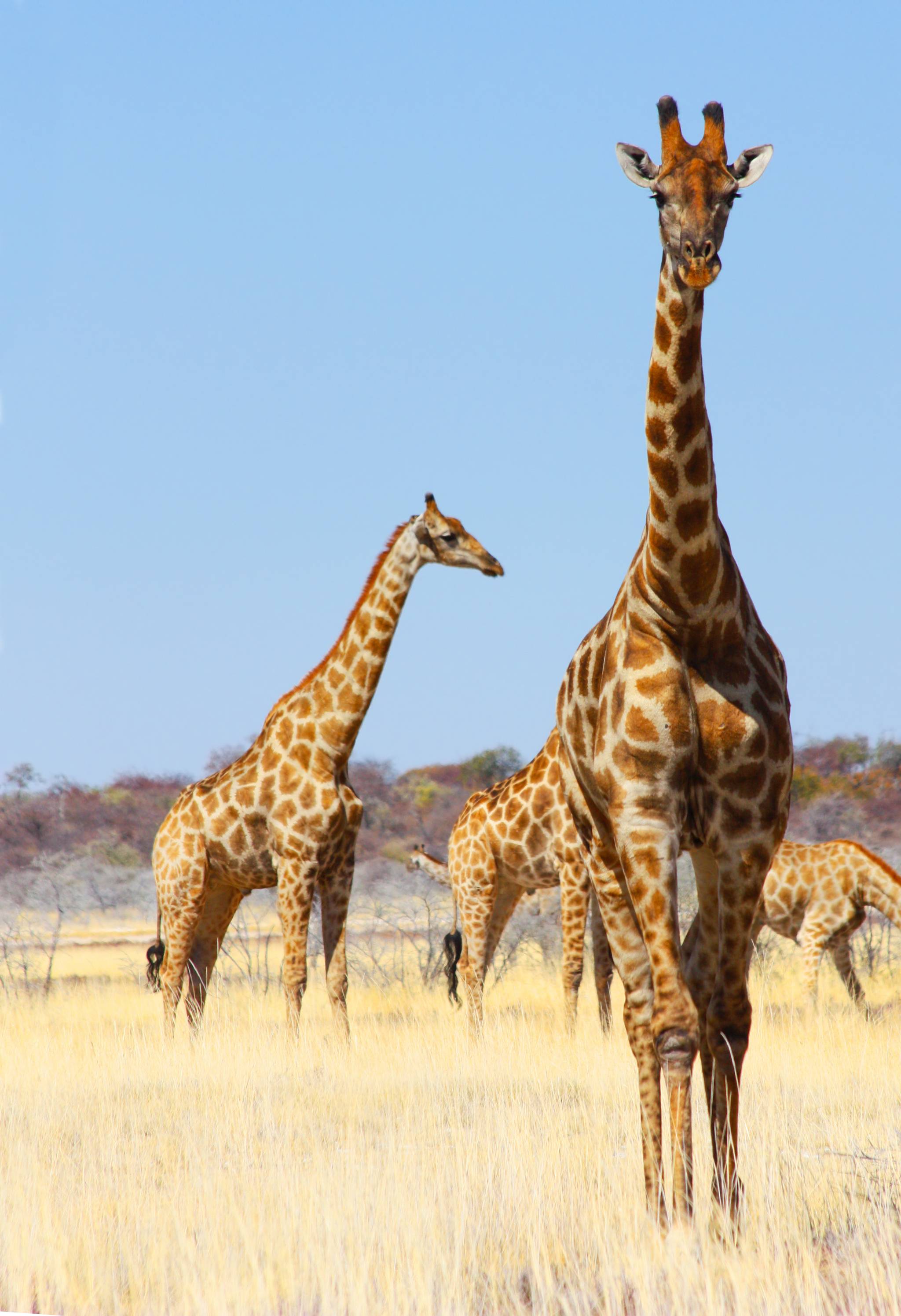 giraffe in namibia