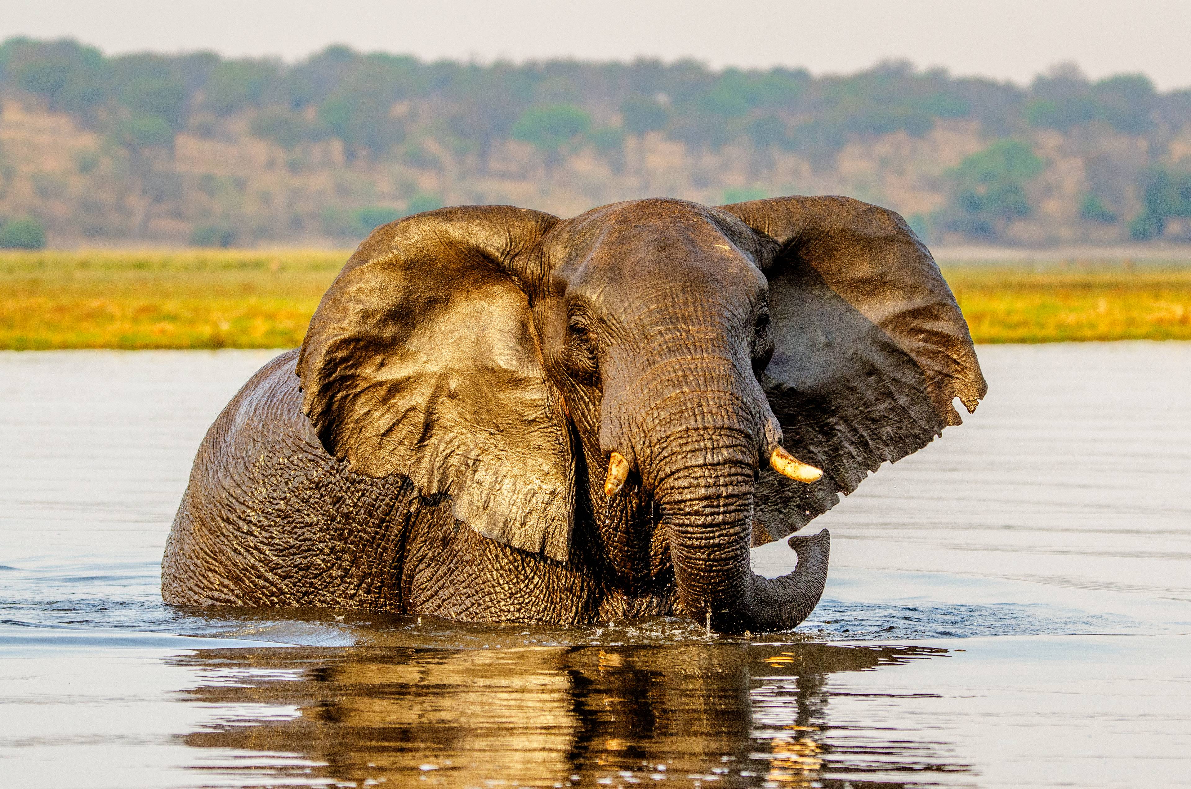bagno di un elefante dentro uno stagno