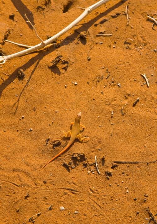 Namibian desert