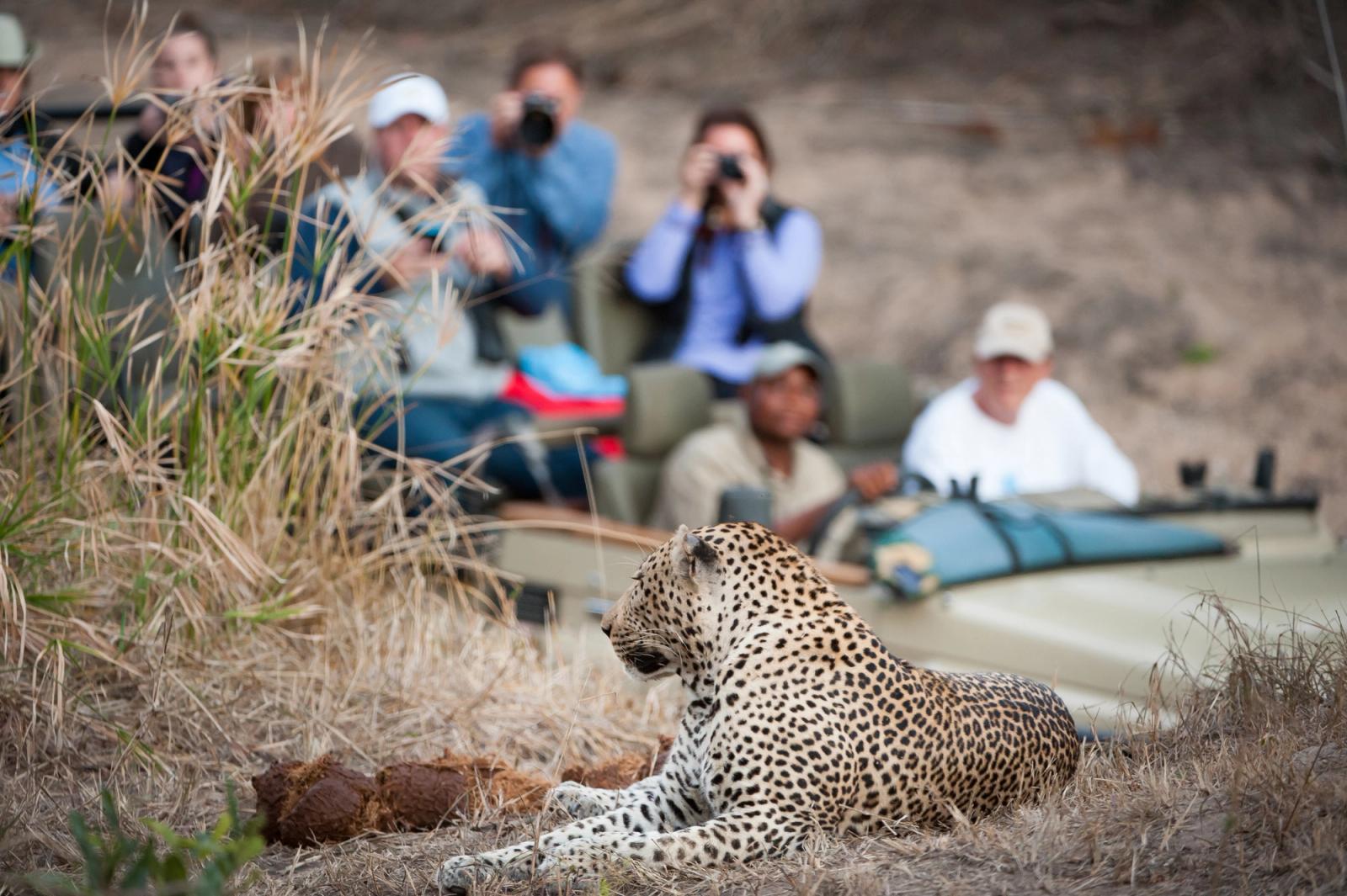 safari con ghepardo