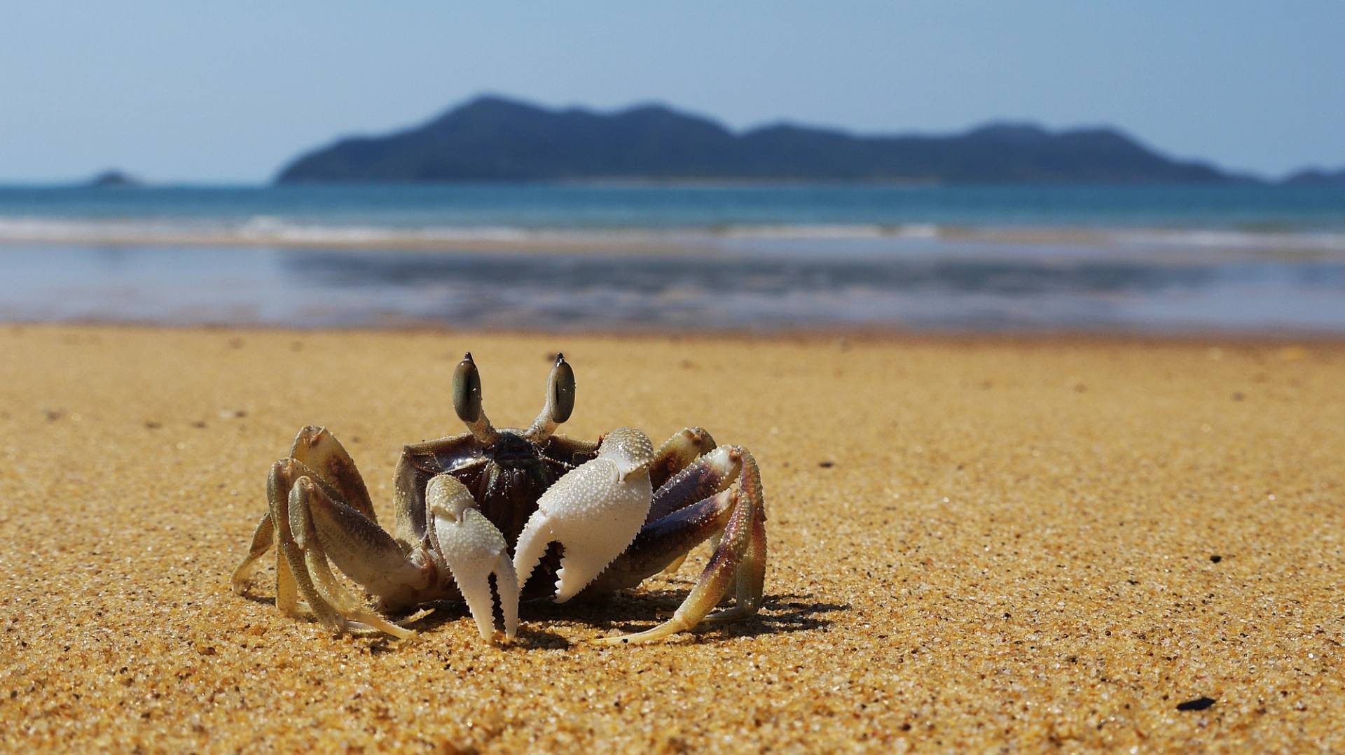crab mission beach