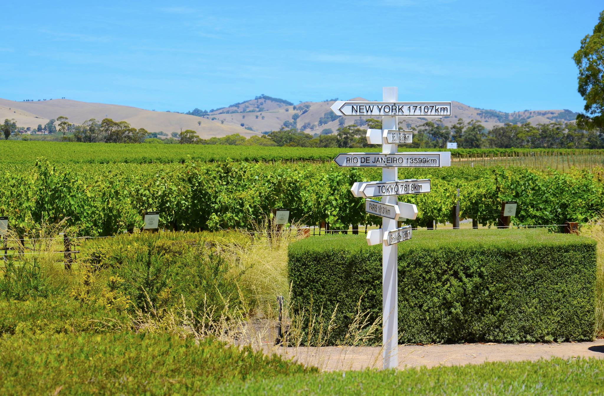 cartelli tra i vigneti barossa valley australia