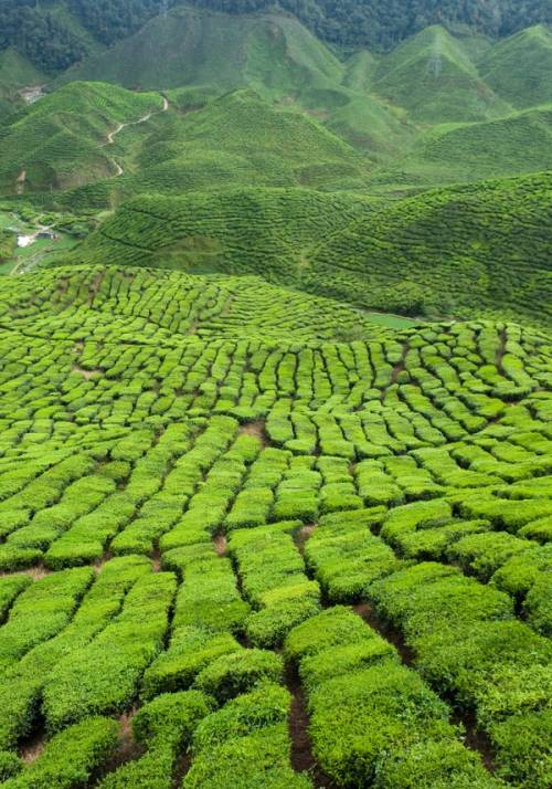 cameron highlands
