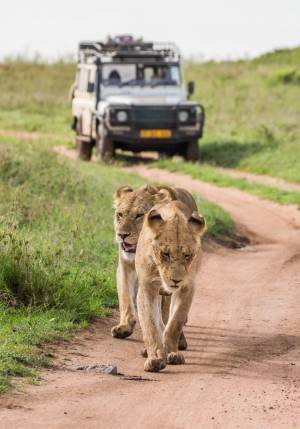 leonesse camminano sulla strada dietro a jeep