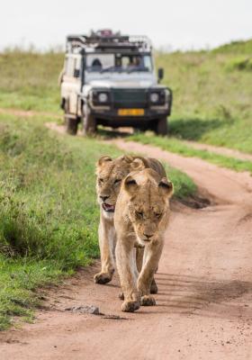 leonesse camminano sulla strada dietro a jeep