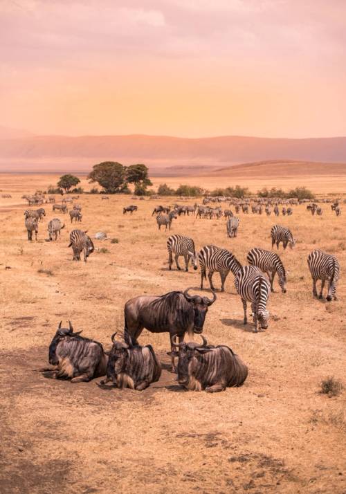 bufali e zebre al pascolo