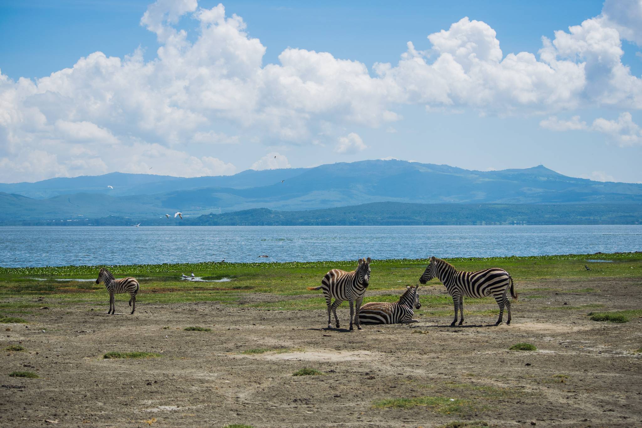 zebre lungo lago