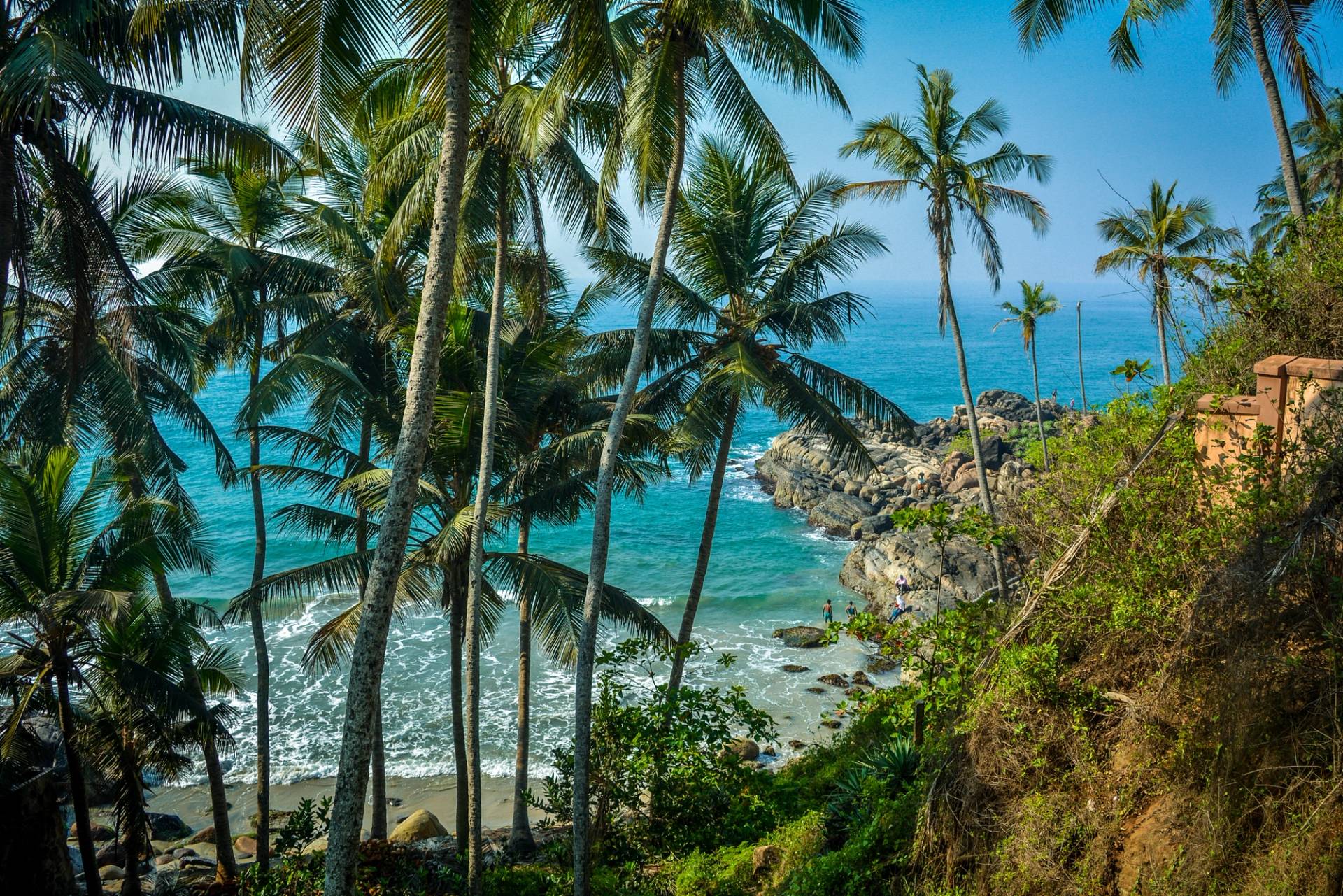 beach with palm trees