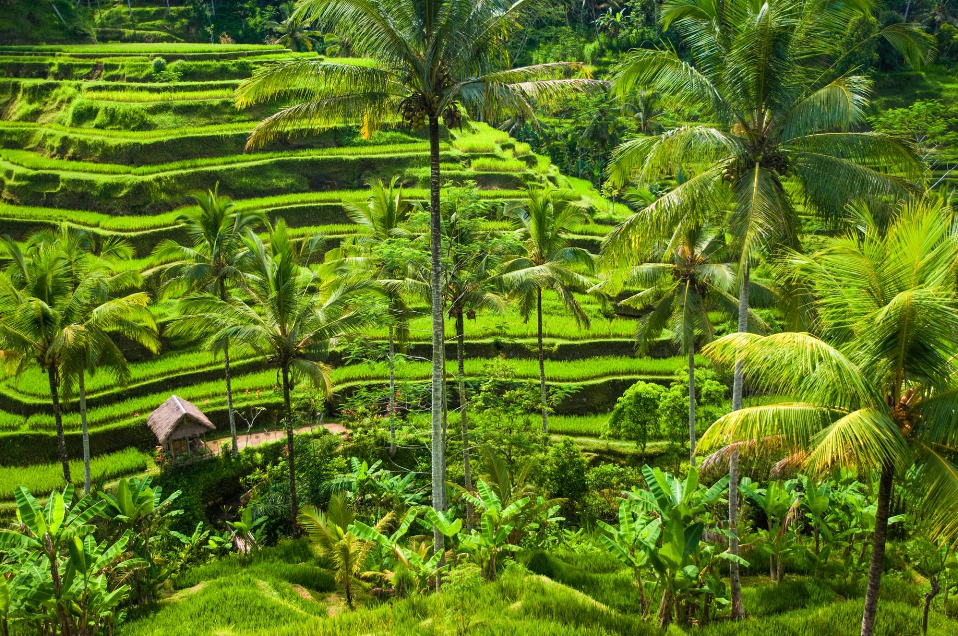 plantation