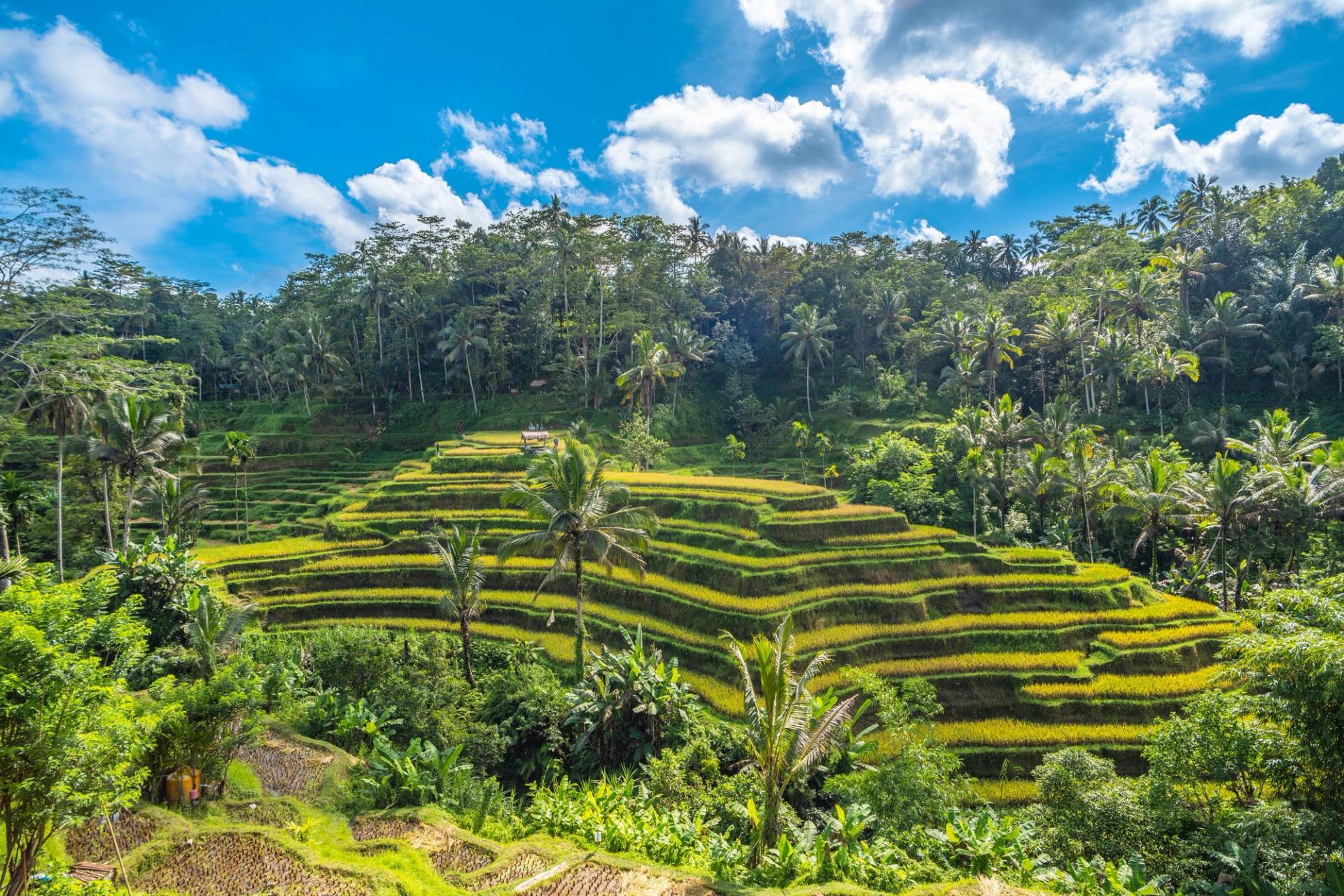 Tegalalang rice terraces