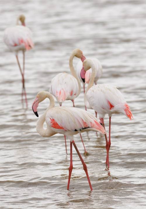 fenicotteri rosa in acqua