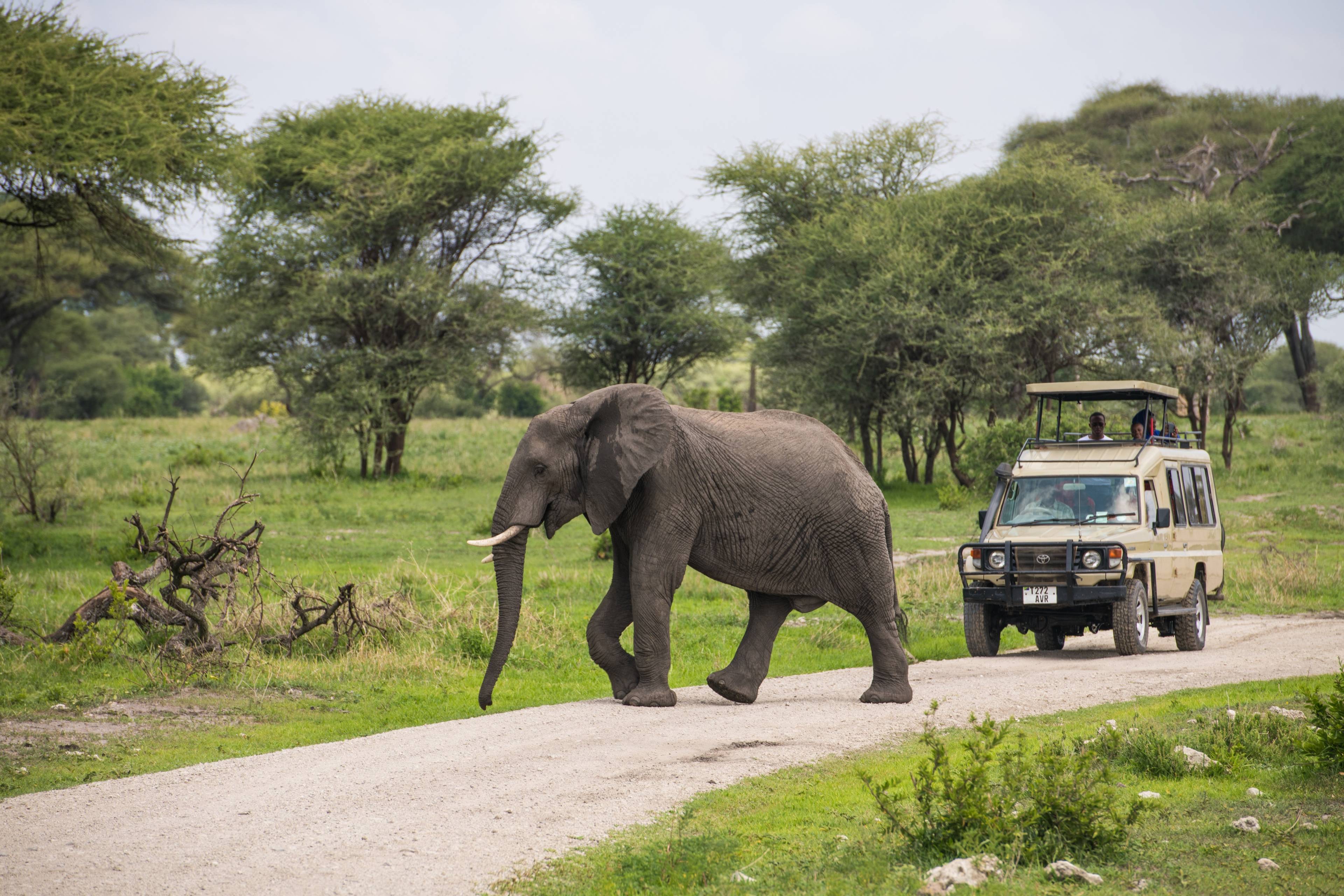 safari con elefante che attraversa la strada