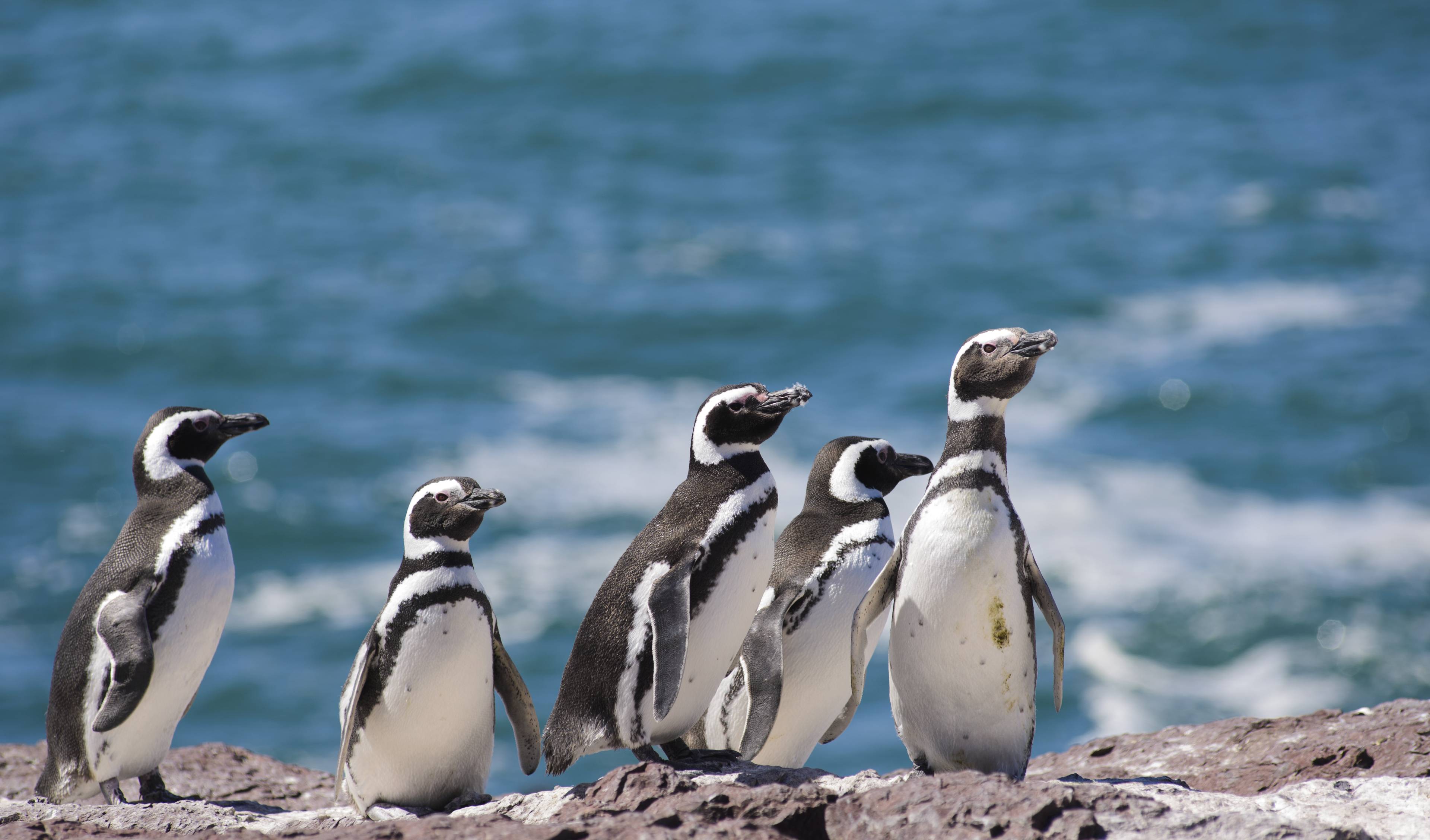 pinguini argentina