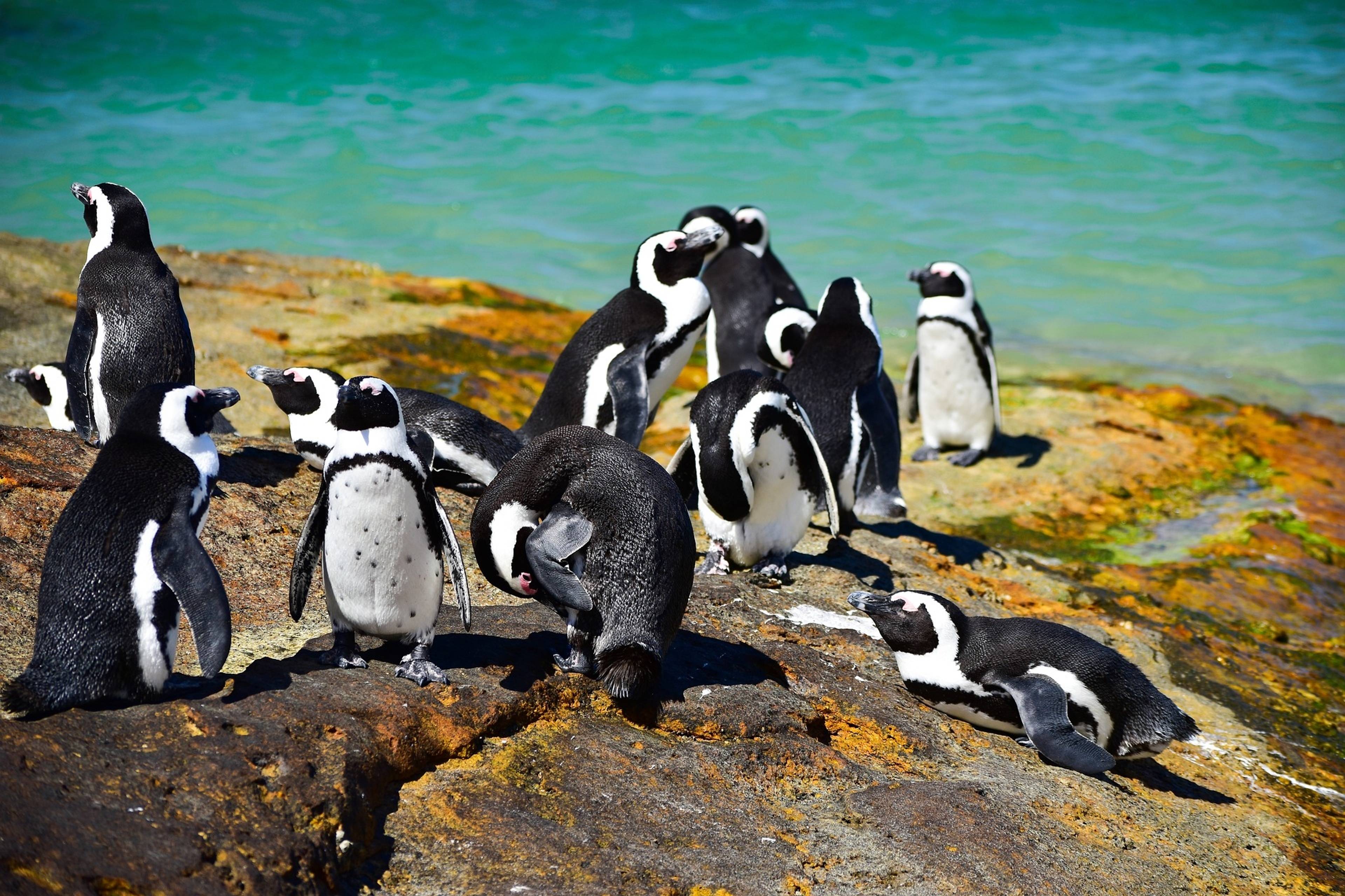 Pinguini in Sudafrica