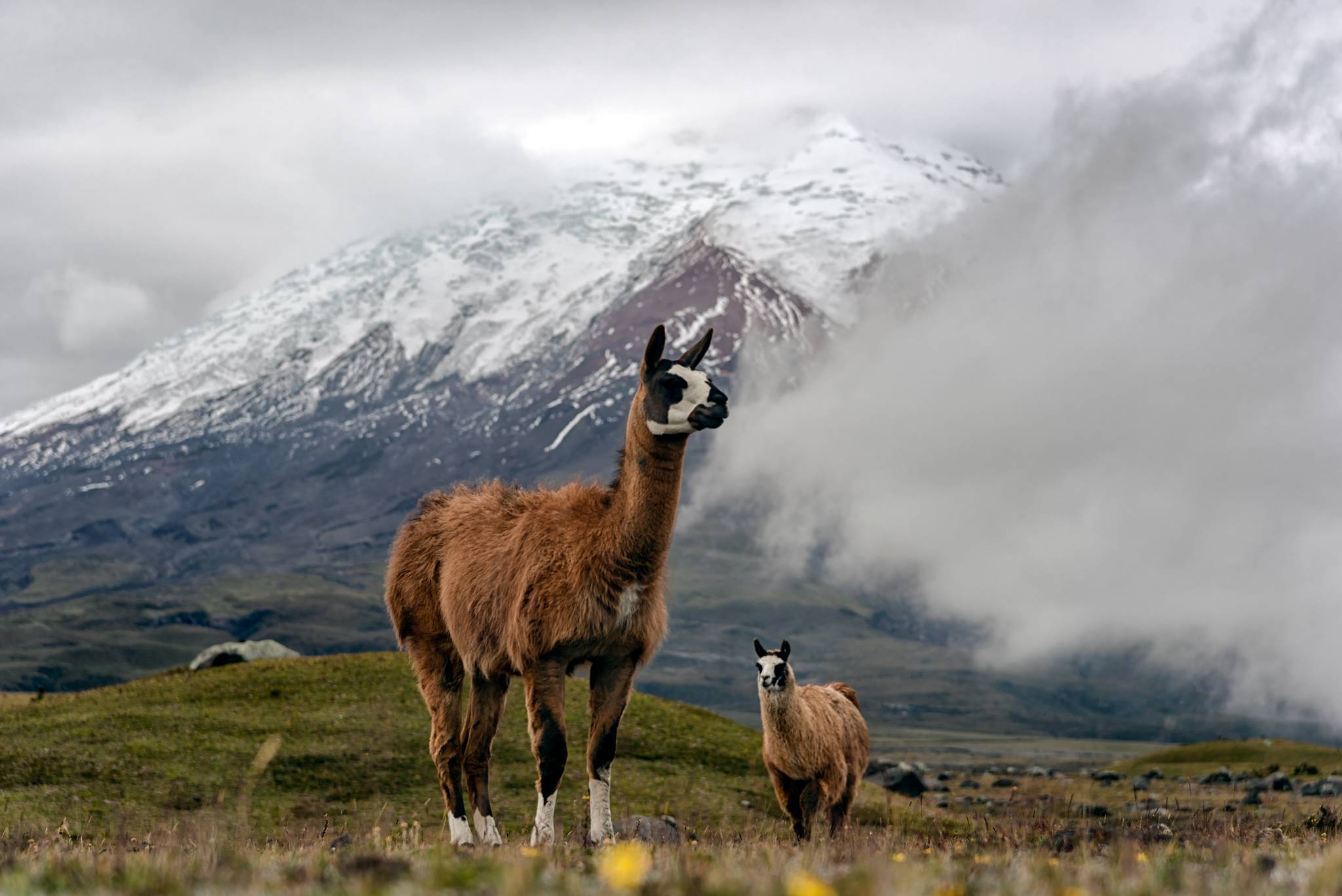 cotopaxi