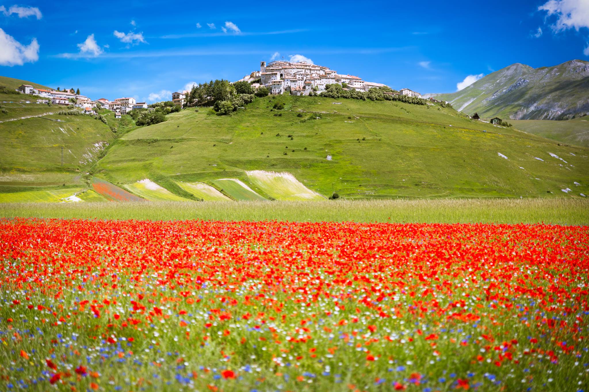 campi di lenticchie in fiore norcia