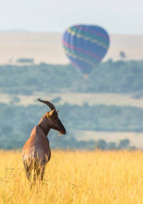 antilope nella savana davanti a mongolfiera kenya