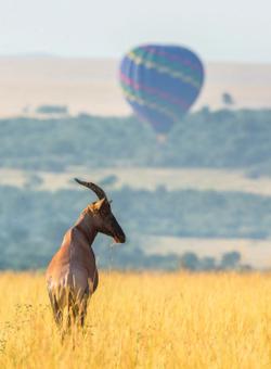 antilope nella savana davanti a mongolfiera kenya