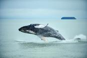 whale watching balene in islanda