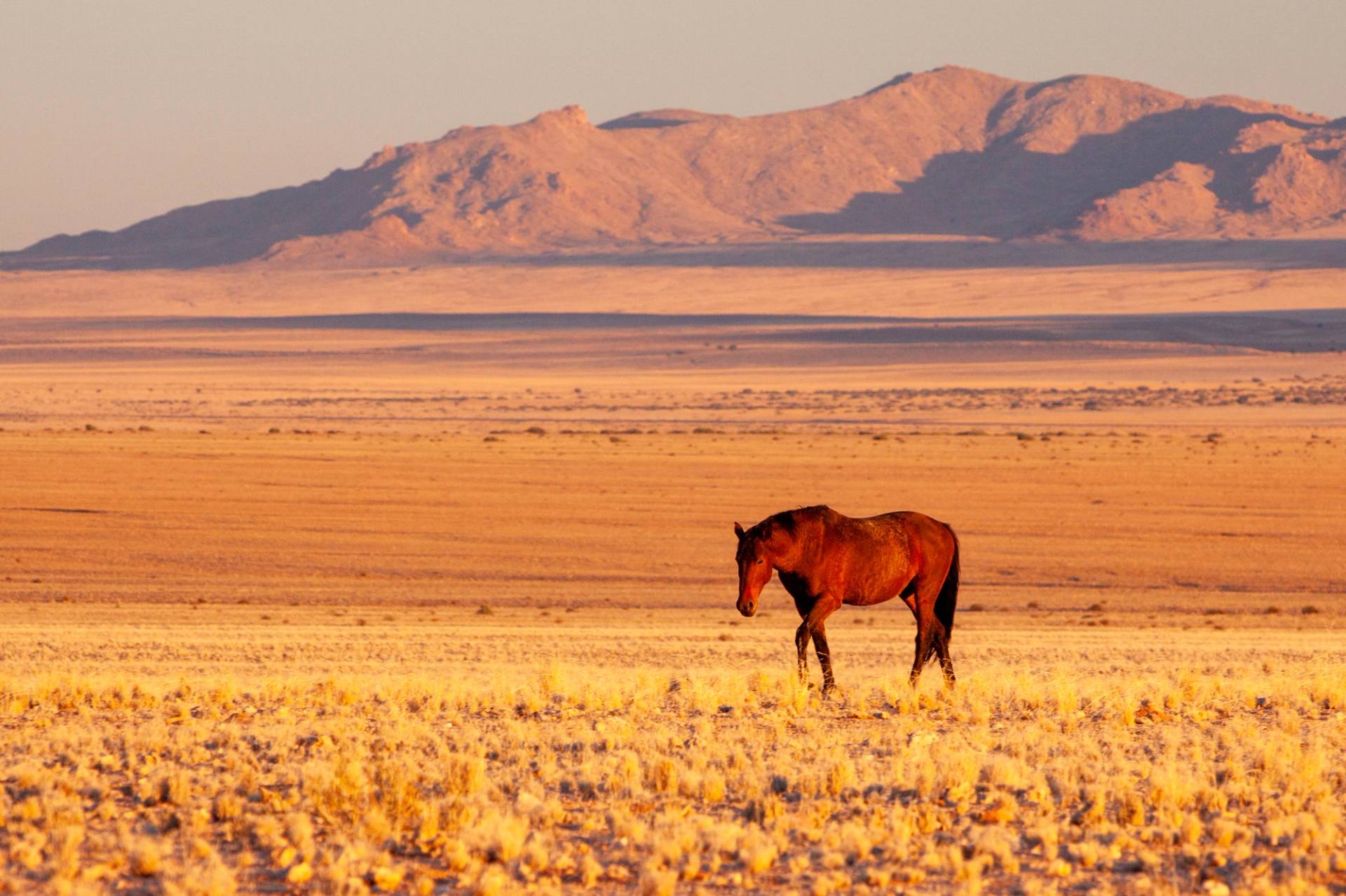 desert