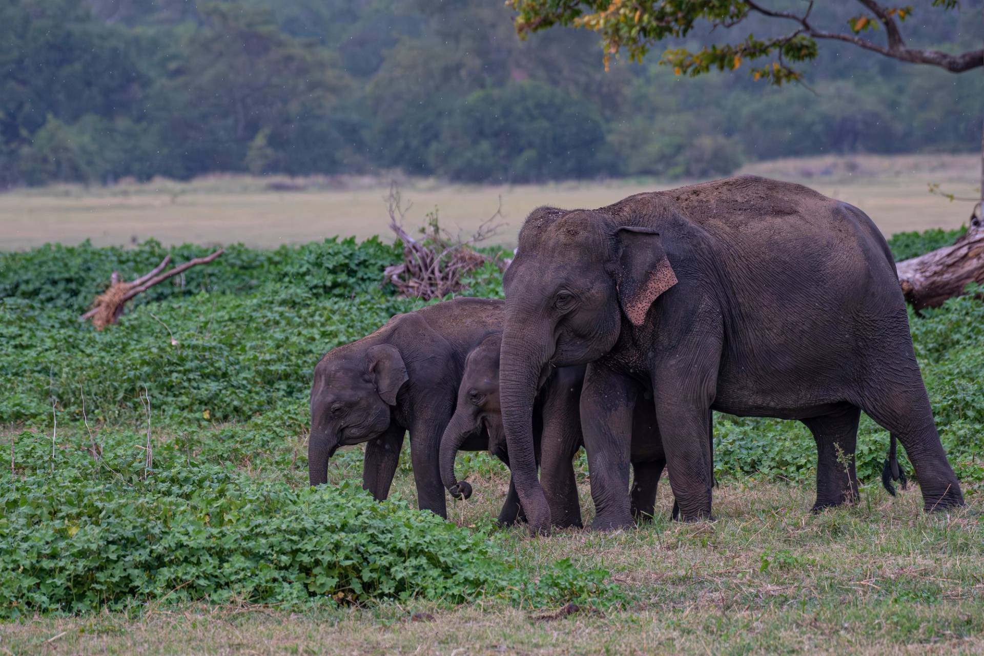 parco nazionale di udawalawe