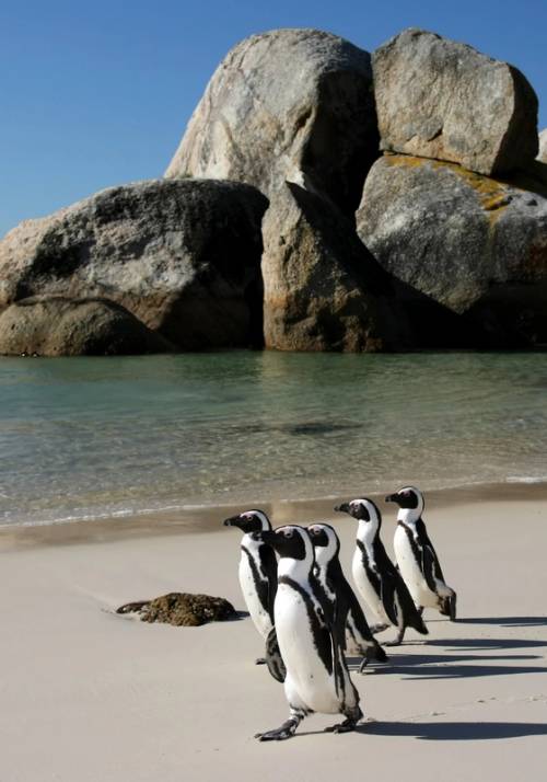 pinguini di boulders beach