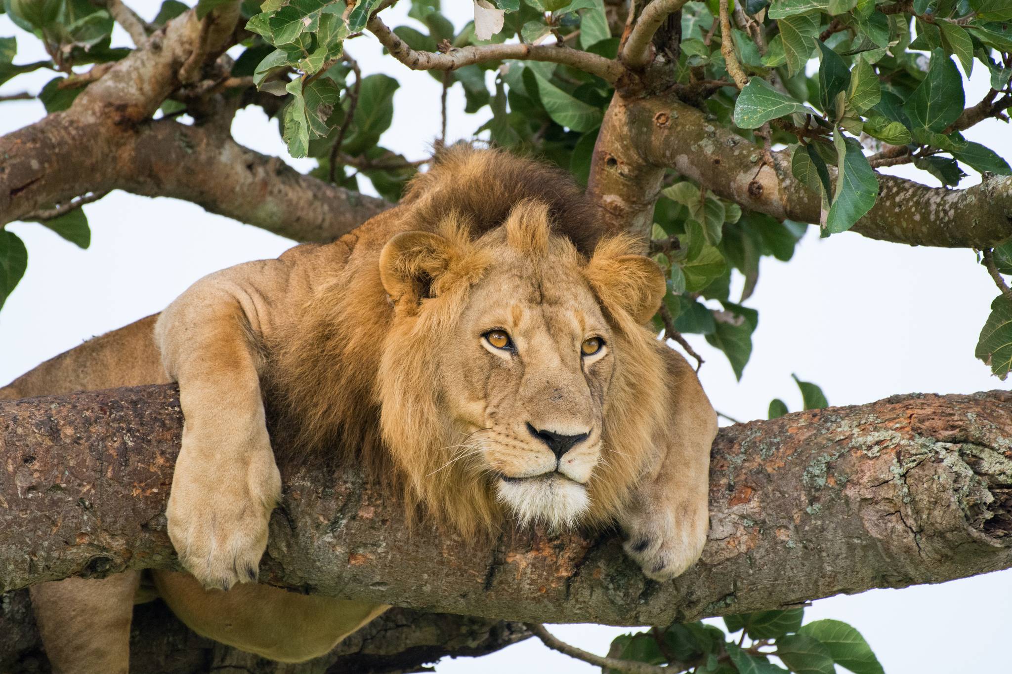 leone su un albero