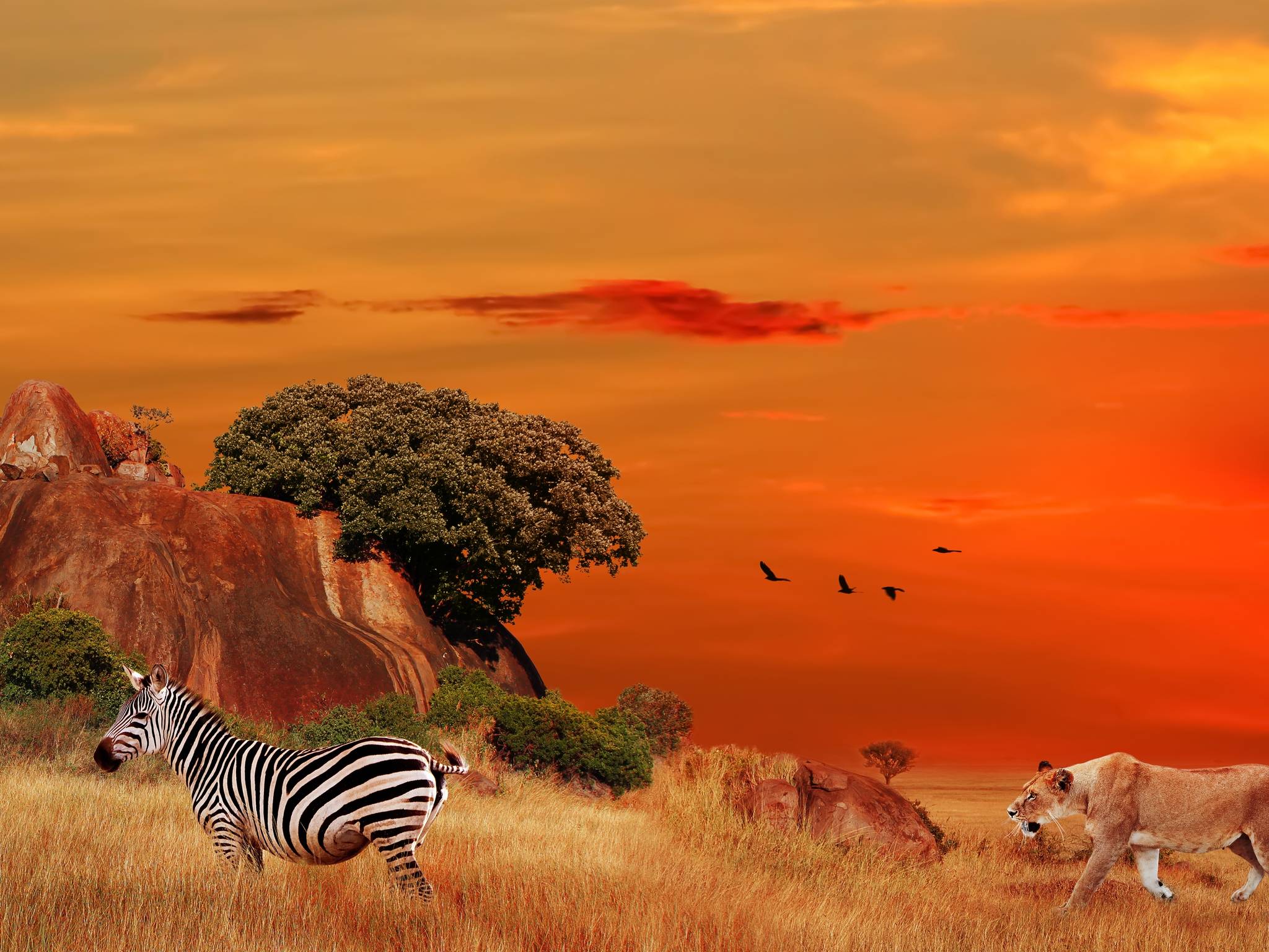 Avventura in Tanzania cover