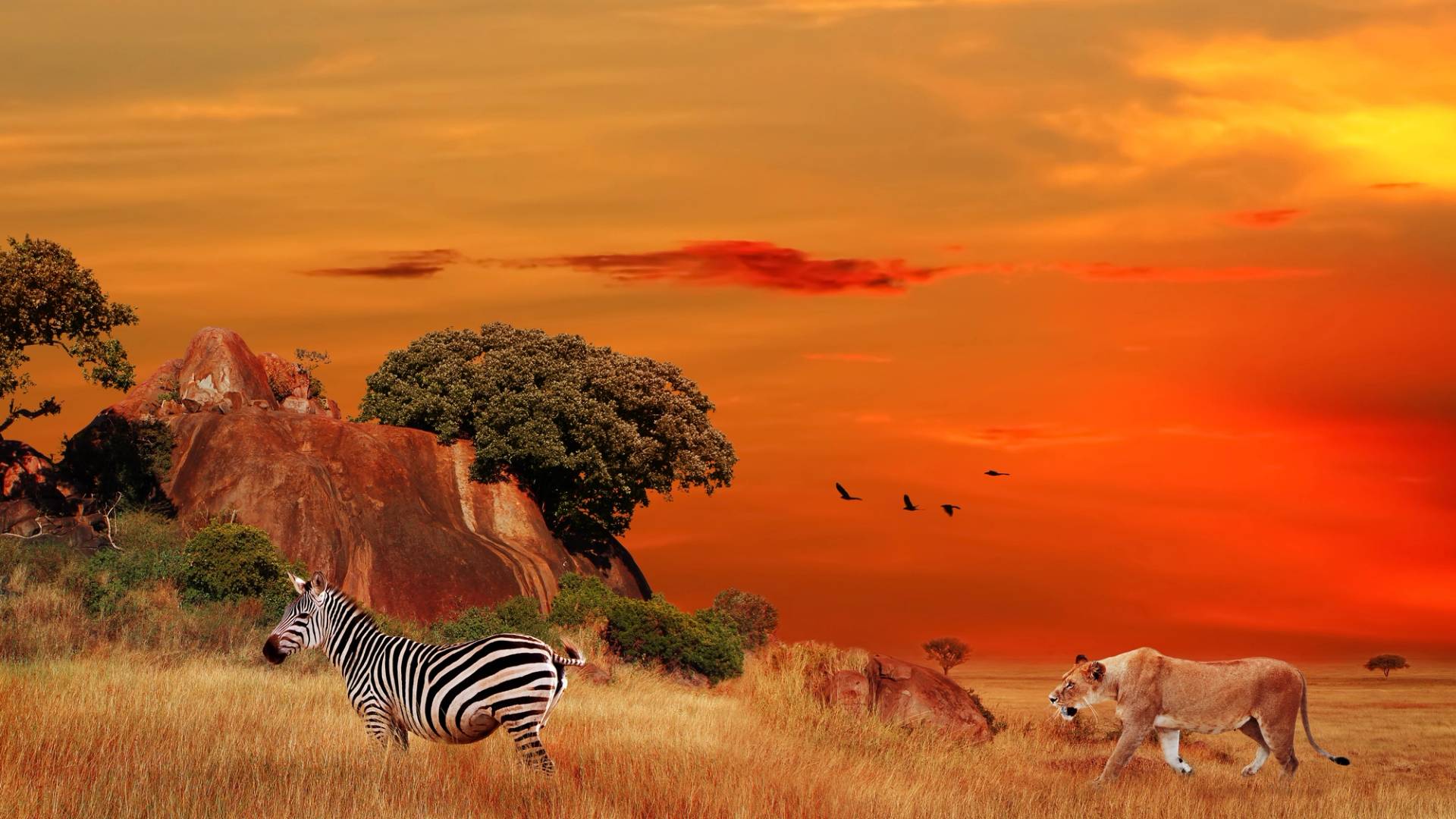 parco serengeti