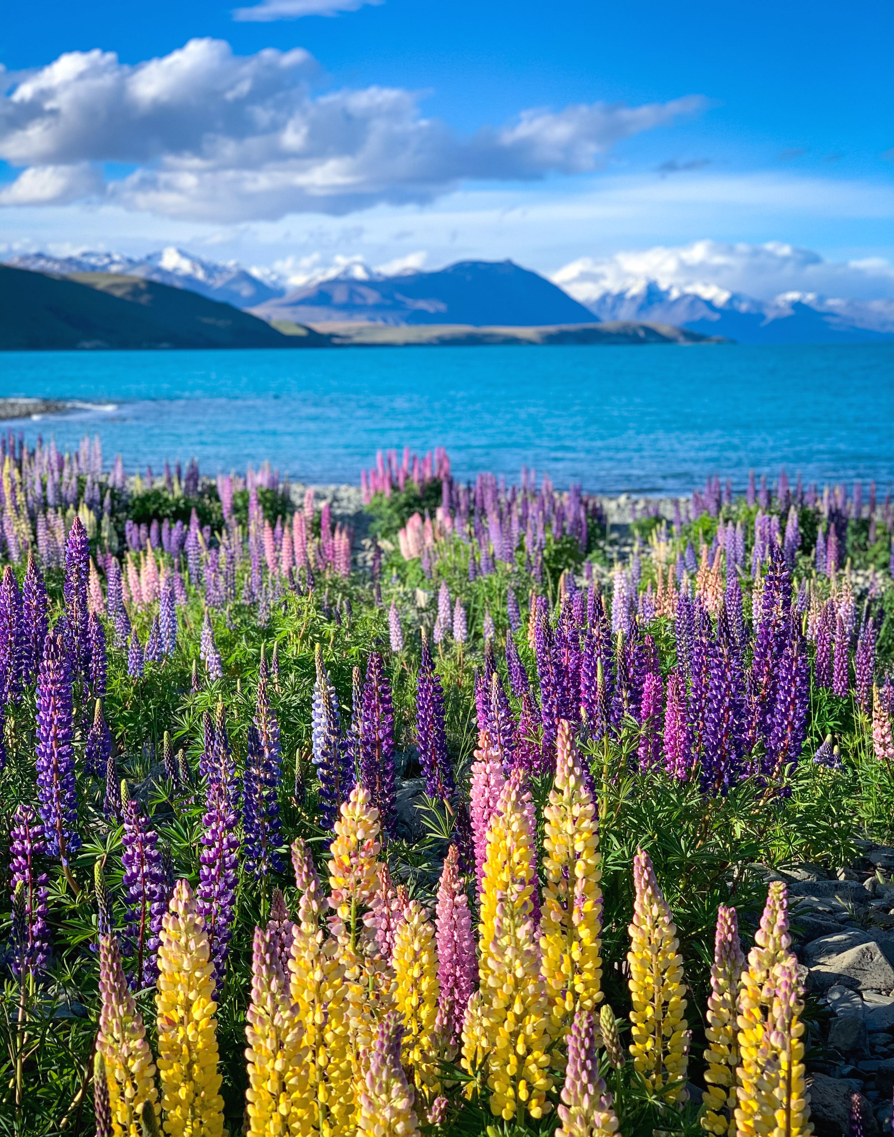 lago tekapo