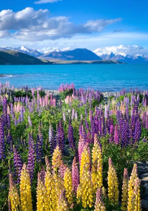 lago tekapo